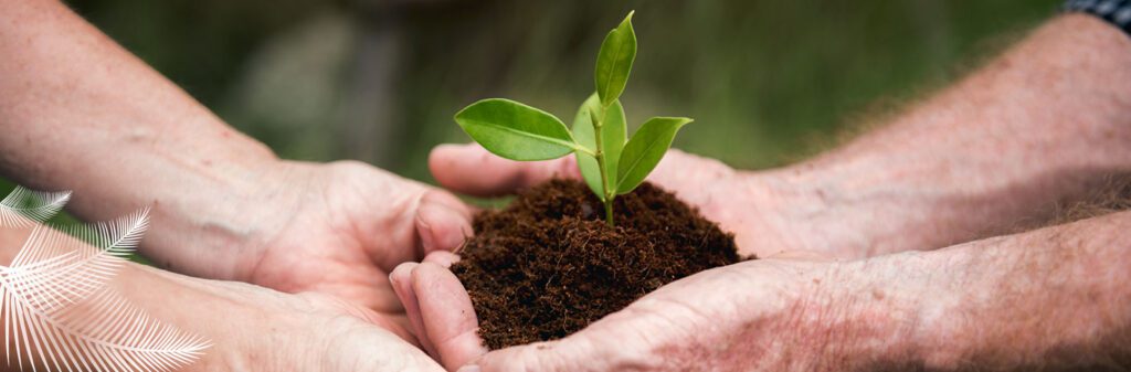 sistemas-agroforestales