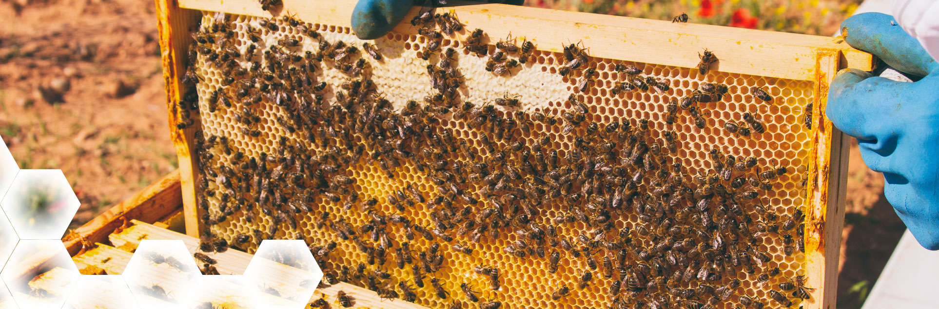 Vela colmena de cera de abejas - Origine - Apis Cera