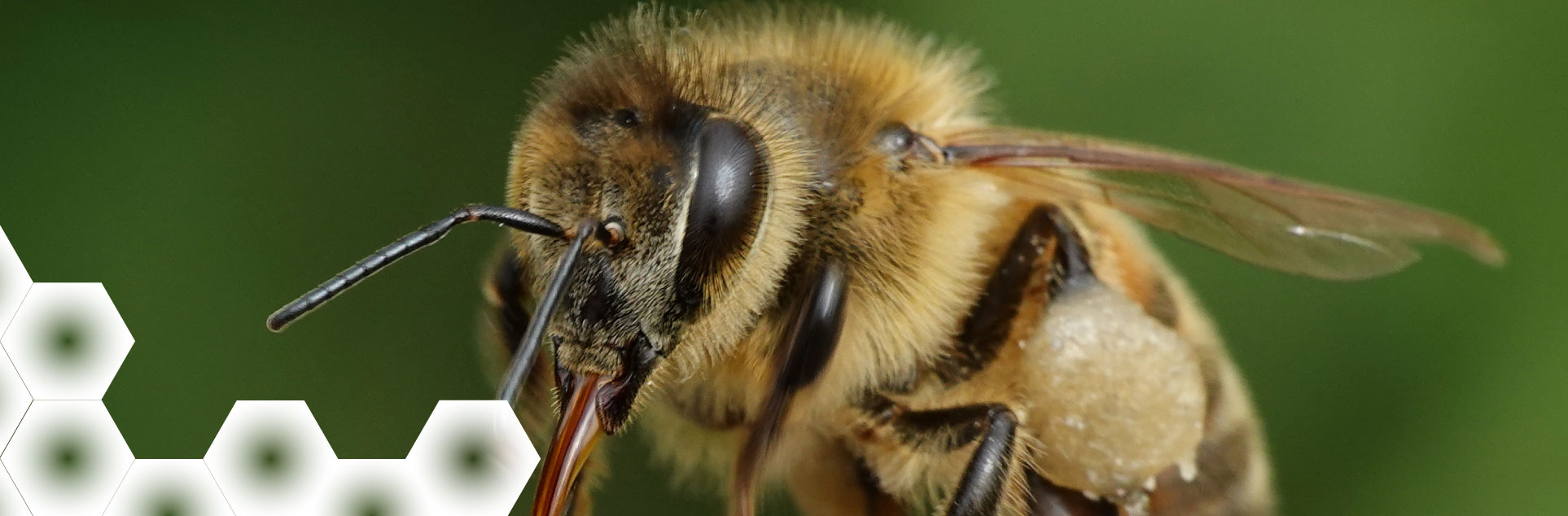 apis-mellifera